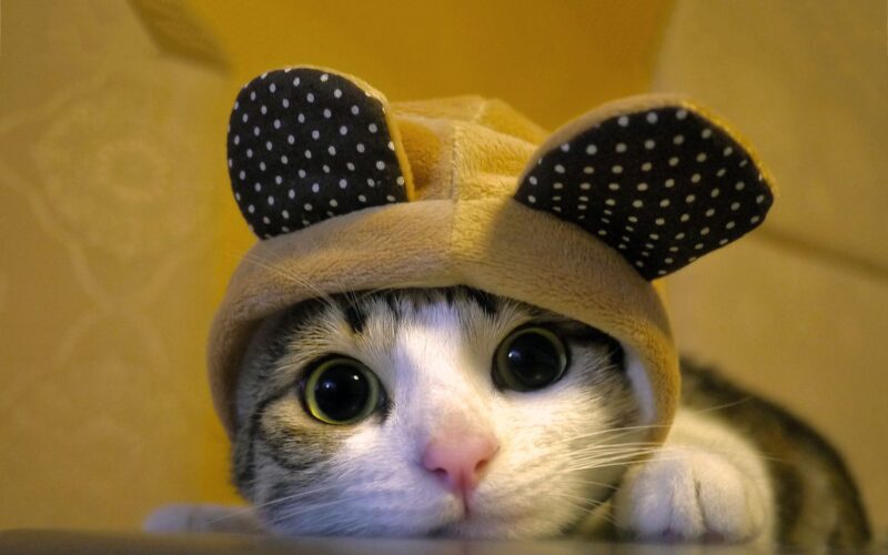 Hình ảnh cute mèo đội mũ