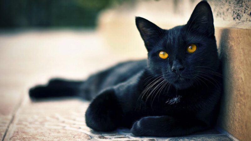 Hình ảnh cute mèo mắt vàng