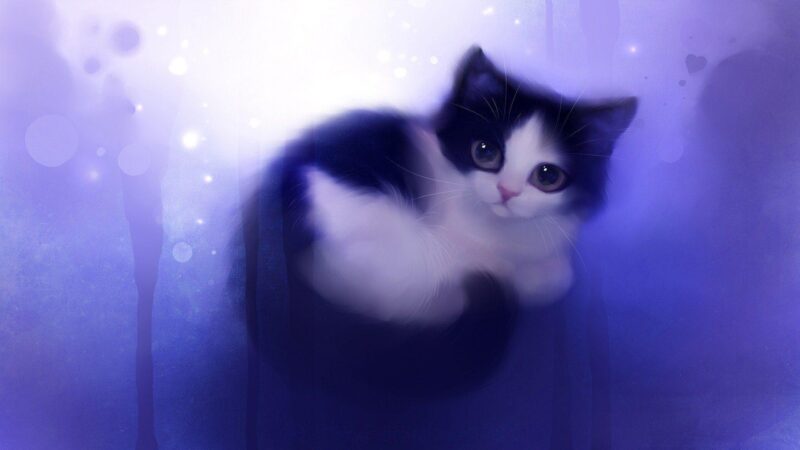Hình cute mèo nền xanh