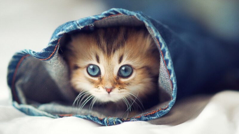 Hình cute mèo trong ống quần