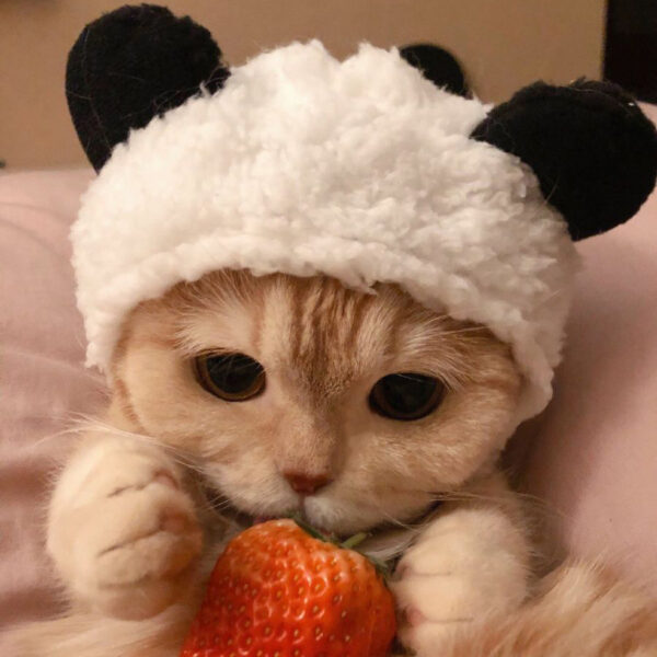 ảnh mèo cute đang ôm trái dâu tây
