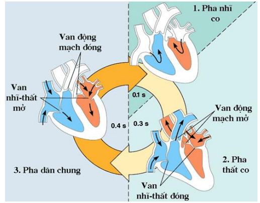 Vì sao tim hoạt động suốt đời mà không mệt mỏi?