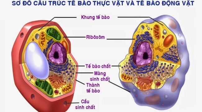 sự khác nhau giữa tế bào động vật và tế bào thực vật