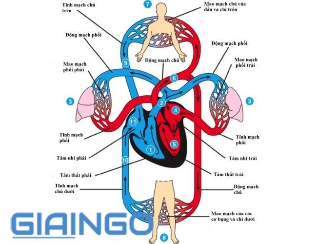 Sự khác nhau giữa hệ tuần hoàn kín và hở