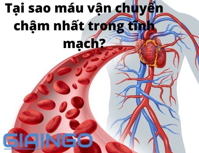 Hãy giải thích sự khác nhau ở mỗi thành phần của khí hít vào và thở ra