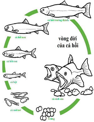 Cá hồi sống ở đâu?