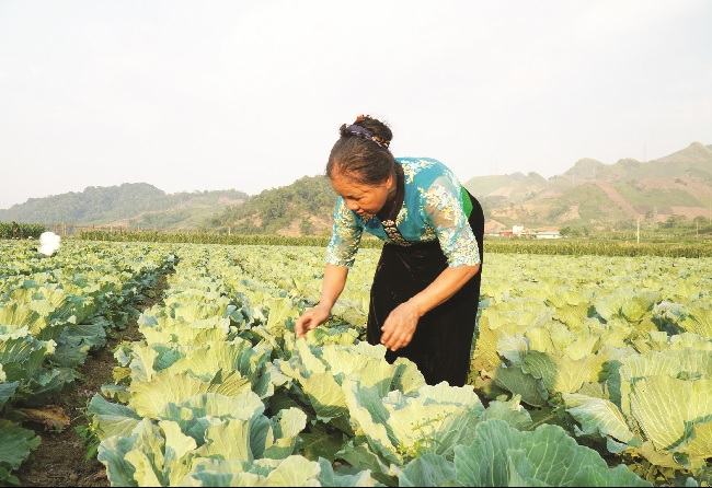 Nêu ý nghĩa của việc phát triển nghề rừng theo hướng nông lâm kết hợp ở trung du và miền núi Bắc Bộ