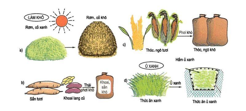 Tại sao phải chế biến và dự trữ thức ăn vật nuôi?