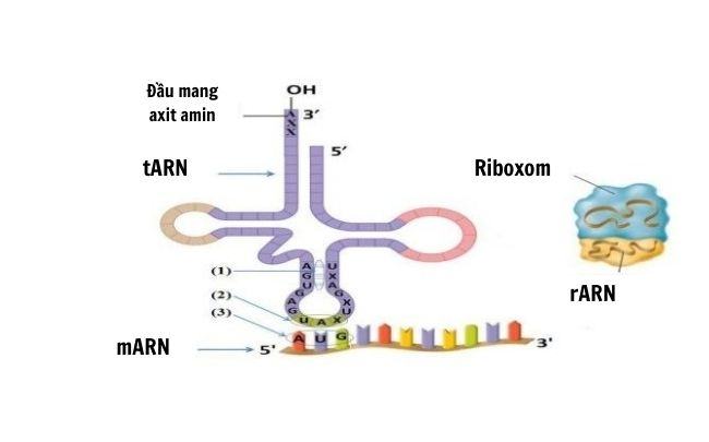 Cac bo ba ket thuc qua trinh dich ma