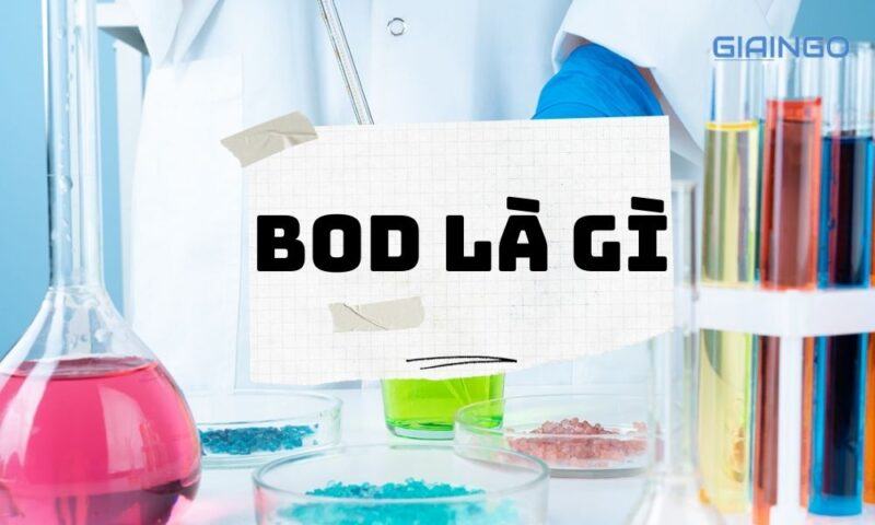 BOD là gì? Bật mí 4 yếu tố giúp bạn trở thành BOD giỏi