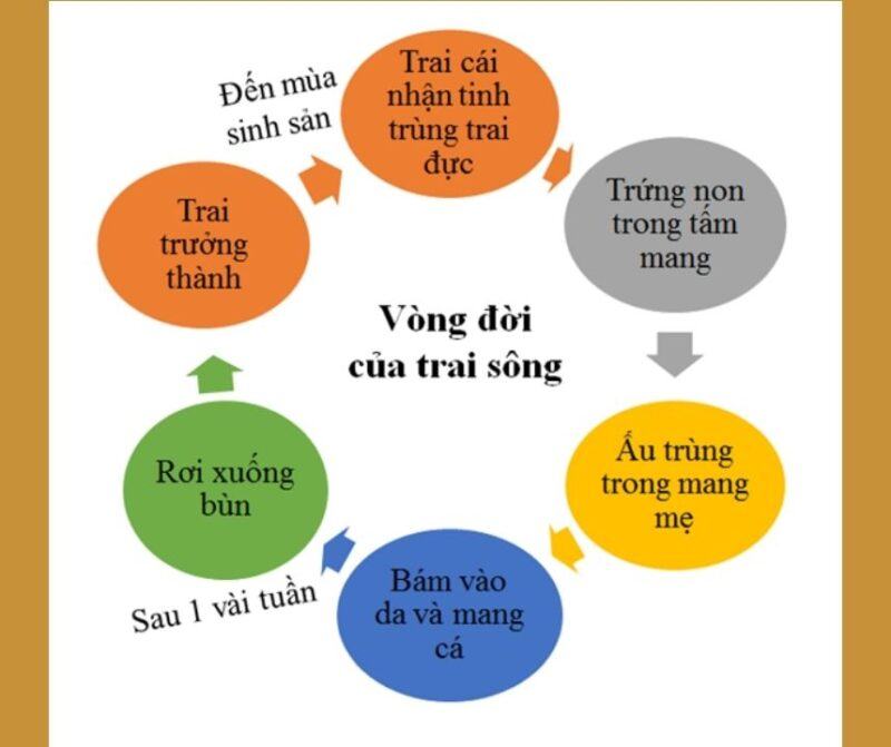 Cách dinh dưỡng của trai có ý nghĩa như thế nào với môi trường nước?