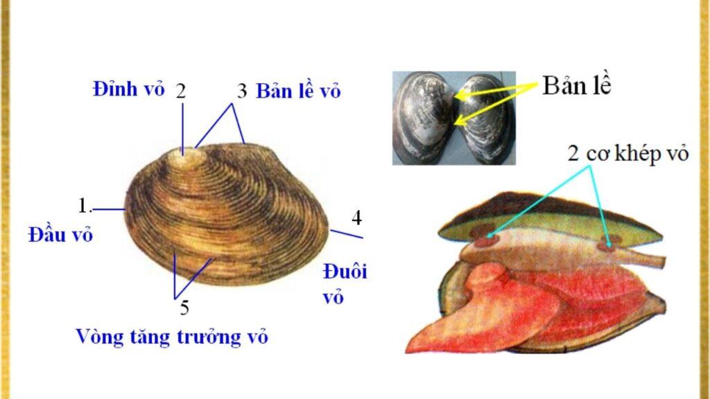 Cách dinh dưỡng của trai có ý nghĩa như thế nào với môi trường nước? Bật mí công dụng đặc biệt của trai sông