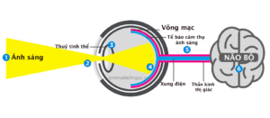 Tại sao không nên đọc sách ở nơi thiếu ánh sáng trên tàu xe bị xóc nảy nhiều?