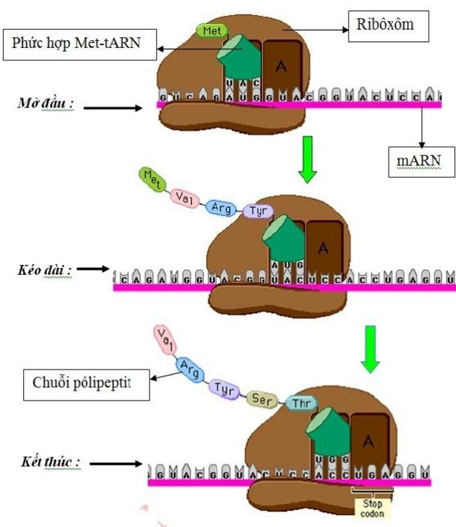 Qua trinh tong hop polypeptit