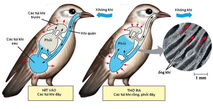 Cơ quan hô hấp của nhóm động vật nào trao đổi khí hiệu quả nhất?