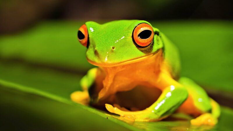 Con ếch kêu như thế nào nhỉ? 99 điều thú vị về tiếng ếch kêu có thể bạn chưa biết
