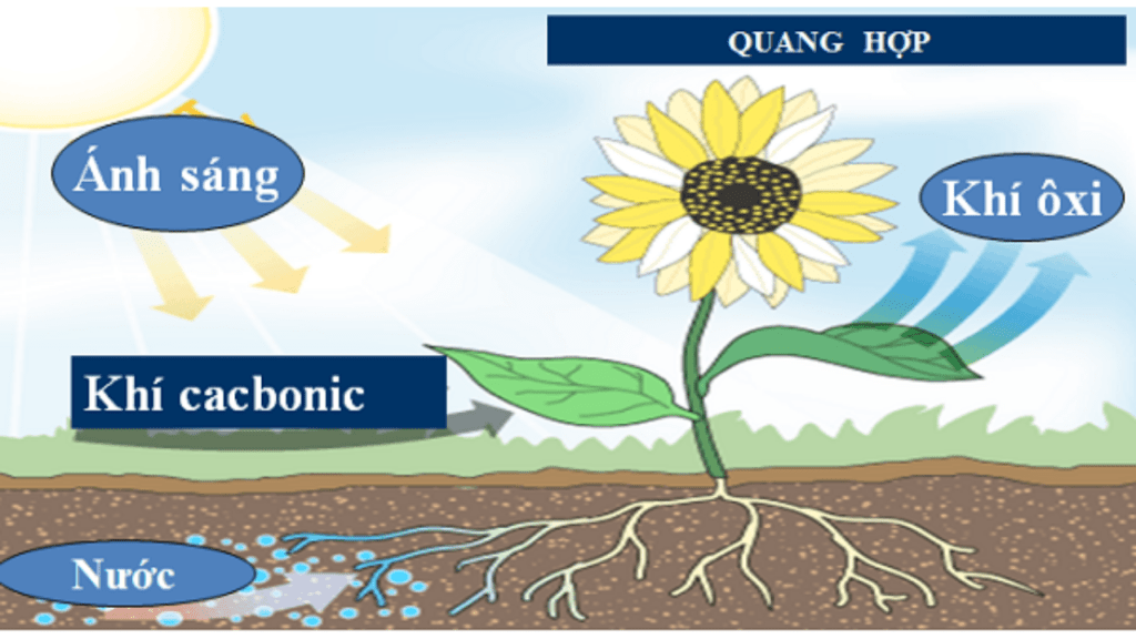 Cường độ ánh sáng ảnh hưởng đến quang hợp như thế nào?