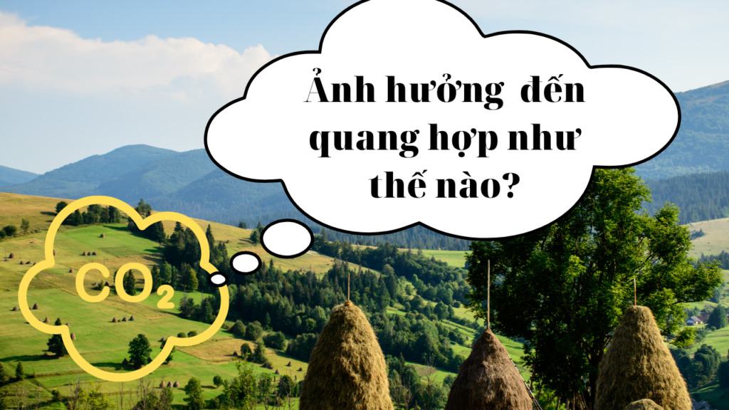 Cường độ ánh sáng ảnh hưởng đến quang hợp như thế nào?