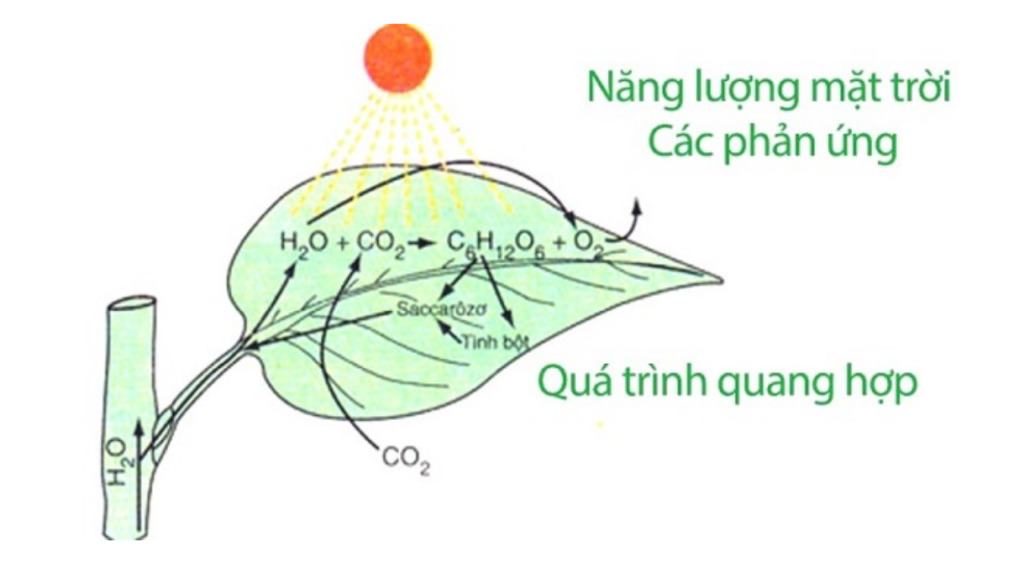 Cường độ ánh sáng ảnh hưởng đến quang hợp như thế nào?