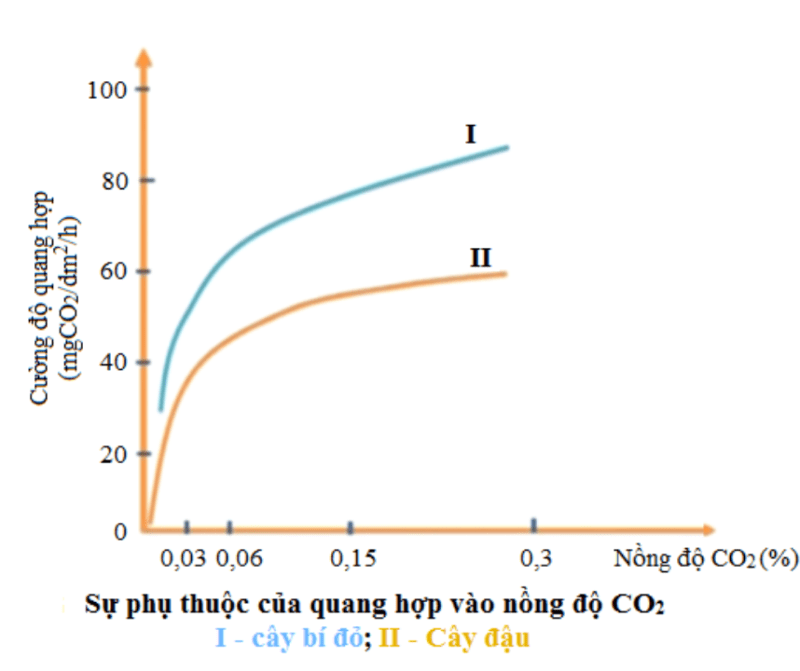 Cường độ ánh sáng ảnh hưởng đến quang hợp như thế nào?