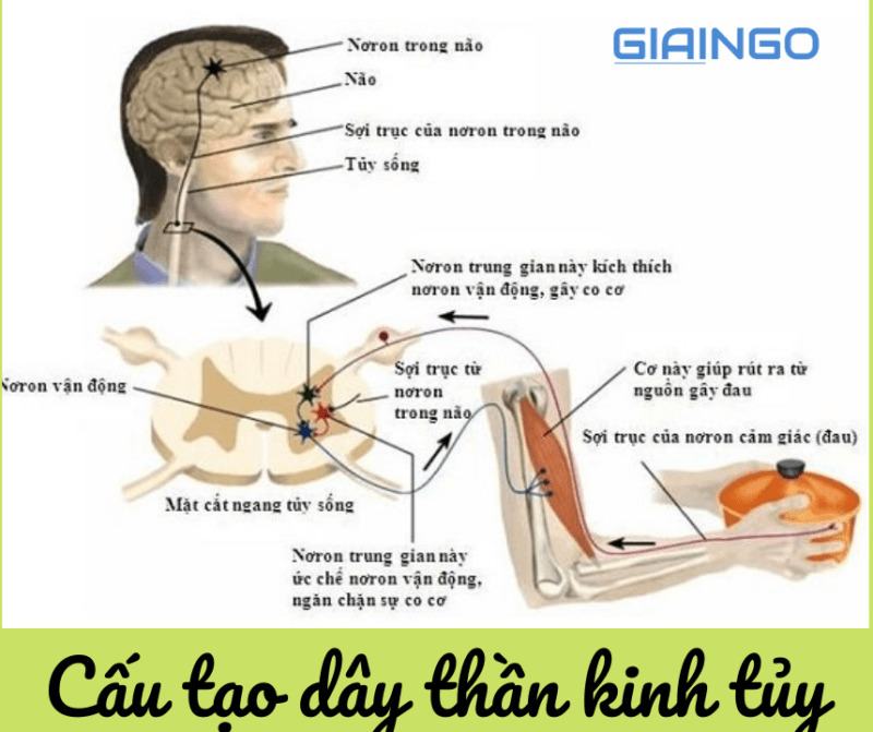 Dây thần kinh tủy được cấu tạo như thế nào? Giải mã hệ thần kinh trong cơ thể