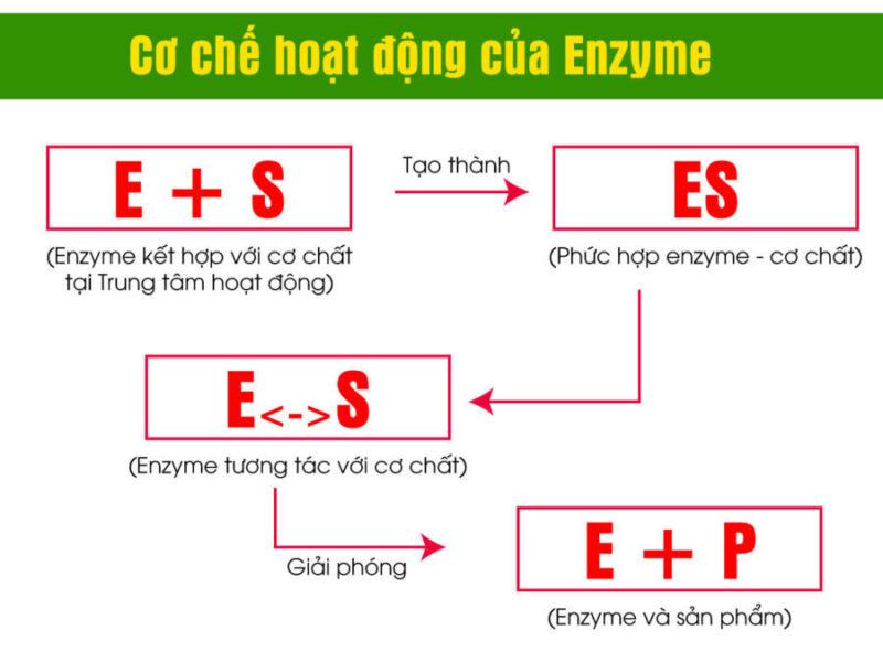 Enzyme là gì?