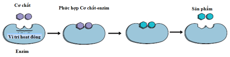 Enzyme là gì?