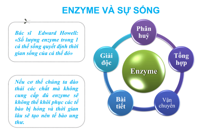 Enzyme là gì?