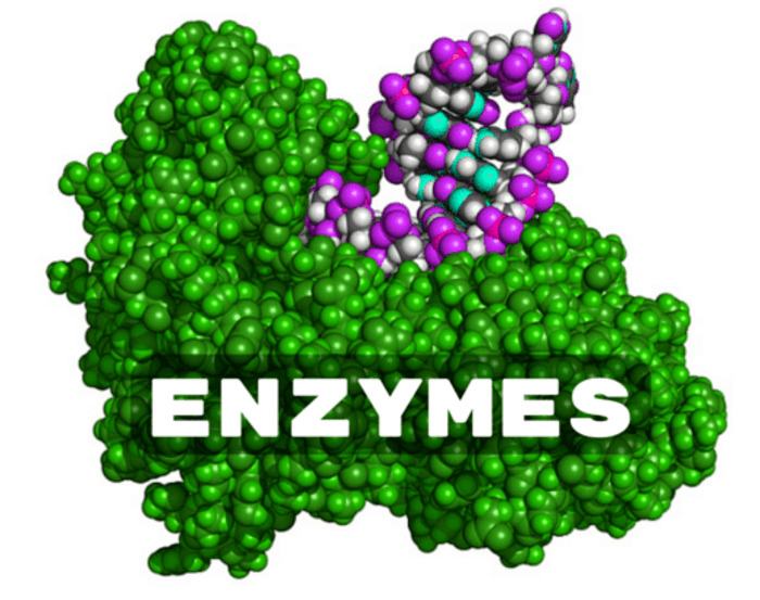 Enzyme là gì? Điều kiện thuận lợi cho hoạt động của Enzyme