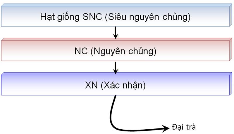 So sánh sự giống và khác nhau trong quy trình sản xuất giống ở ba nhóm cây trồng