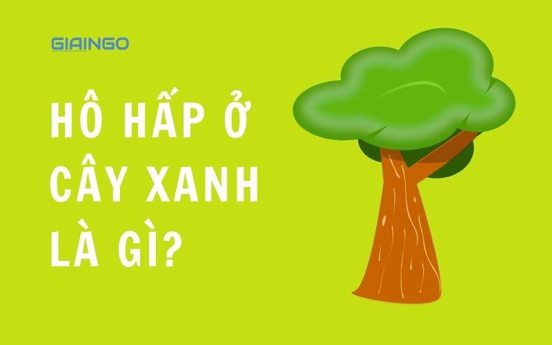 Ho hap o cay xanh la gi?