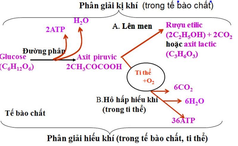 Hô hấp hiếu khí có ưu thế gì so với hô hấp kị khí?