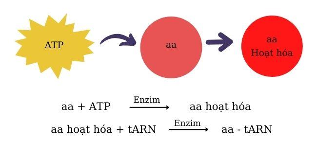 Giai doan hoat hoa axit amin o qua trinh dich ma