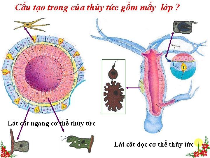 su khac nhau giua san ho va thuy tuc trong sinh san vo tinh moc choi