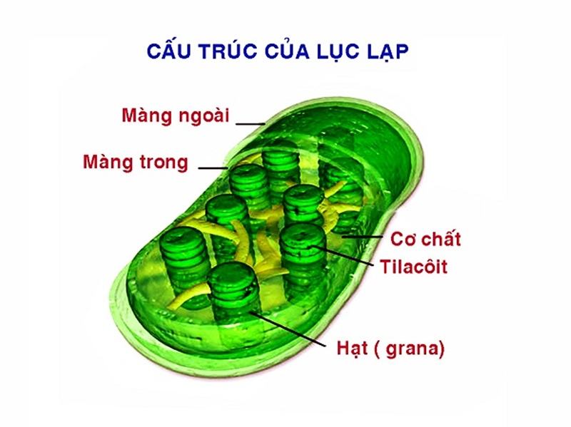 Cau truc va chuc nang cua luc lap