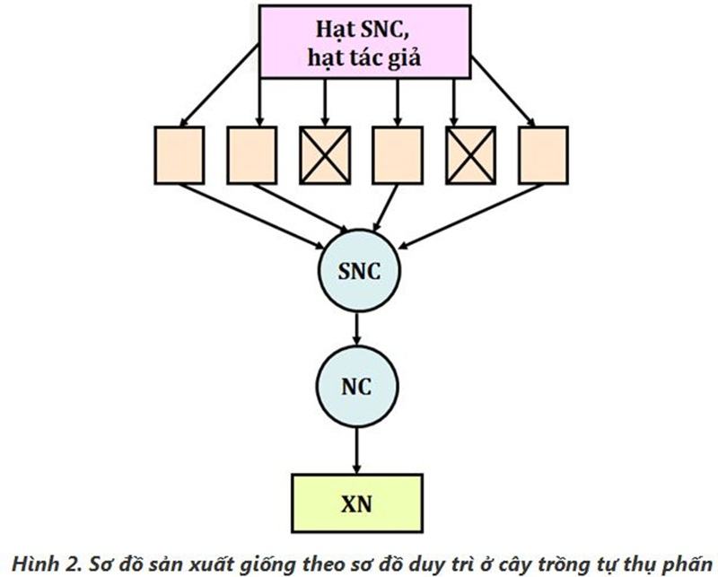 So sánh sự giống và khác nhau trong quy trình sản xuất giống ở ba nhóm cây trồng