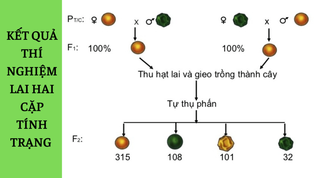 Menđen đã giải thích kết quả thí nghiệm trên đậu Hà Lan như thế nào?