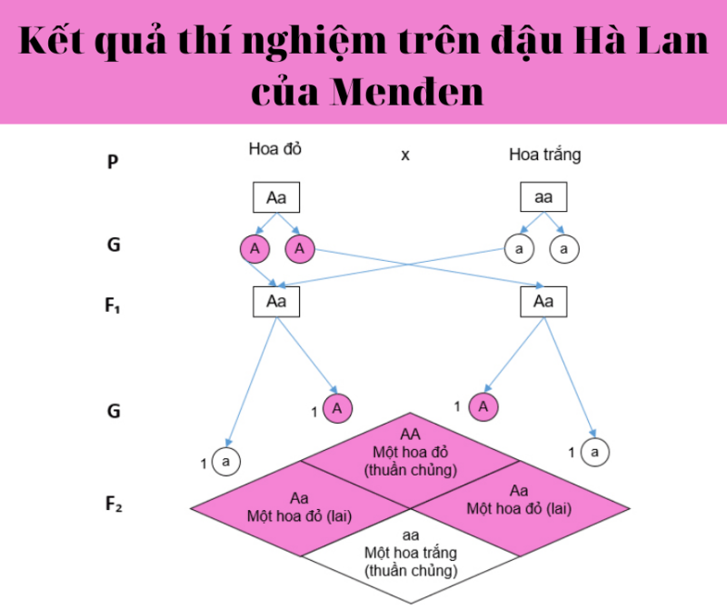 Menđen đã giải thích kết quả thí nghiệm trên đậu Hà Lan như thế nào?