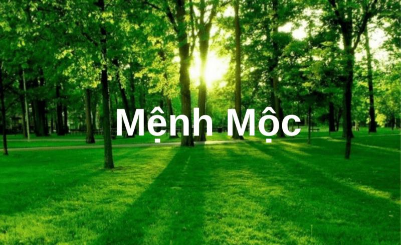 Mệnh Mộc sinh năm nào? Đặc điểm của người mệnh Mộc