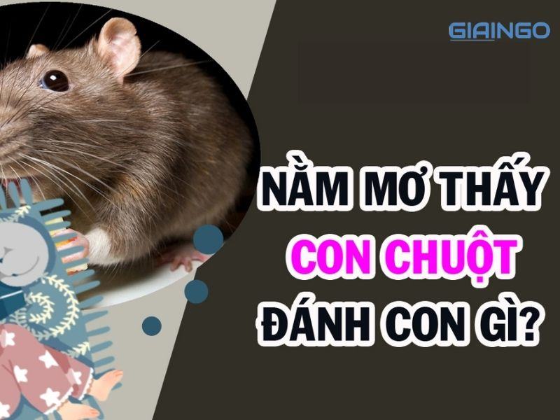 Mơ thấy chuột là số gì?