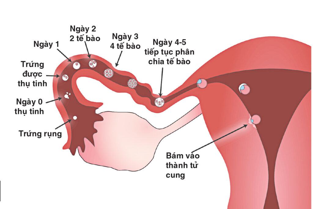 Ngày rụng trứng là gì?