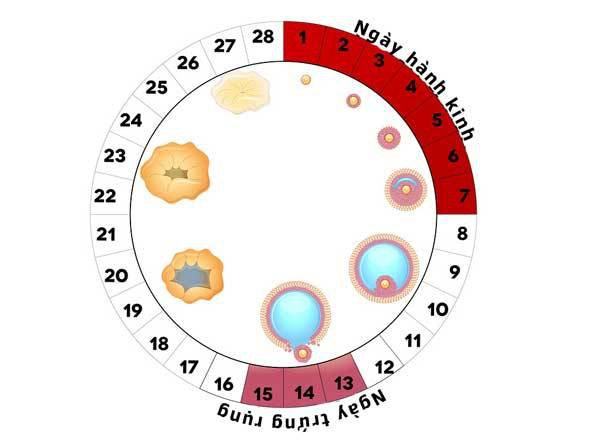 Ngày rụng trứng là gì? Dấu hiệu đến ngày rụng trứng là gì?