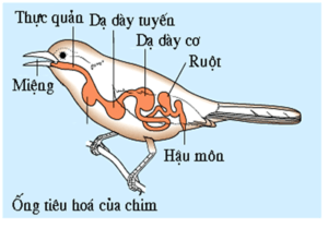 Tại sao trong túi tiêu hóa thức ăn sau khi được tiêu hóa ngoại bào lại tiếp tục tiêu hóa nội bào?