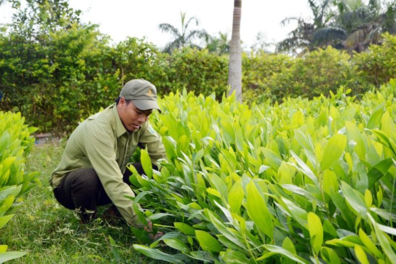 So sánh sự giống và khác nhau trong quy trình sản xuất giống ở ba nhóm cây trồng