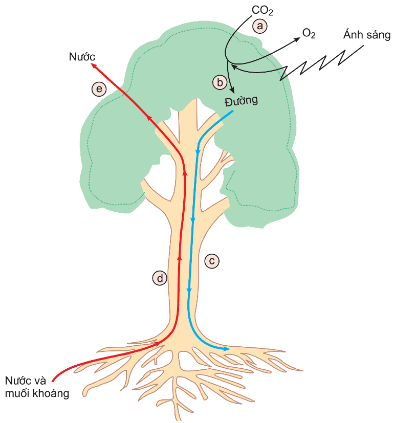 Giải thích vì sao cây trên cạn bị ngập úng lâu sẽ chết?