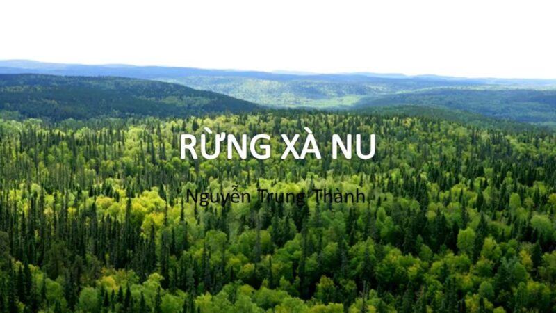 Soạn bài Rừng xà nu Ngữ văn 12 chuẩn và đầy đủ nhất