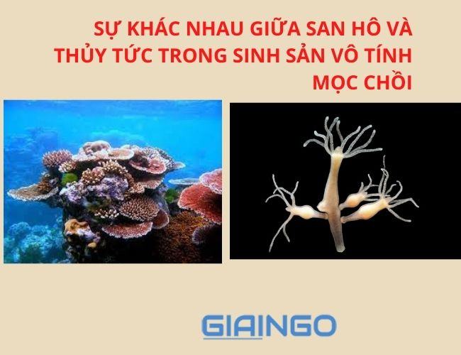 su khac nhau giua san ho va thuy tuc trong sinh san vo tinh moc choi