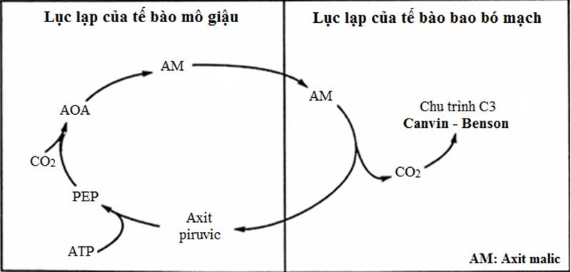 So sánh sự giống và khác nhau giữa thực vật C3, C4 và CAM