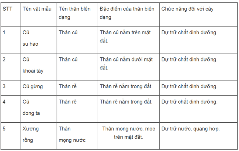 Sự khác nhau giữa chồi hoa và chồi lá