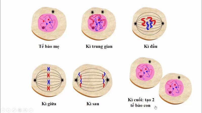 Sự khác nhau giữa nguyên phân và giảm phân – Sinh học 10